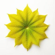 a green leaf laying on top of a white surface