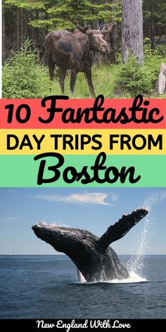 two images with the words 10 fantastic day trips from boston and an image of a humpback whale