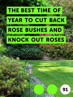 the best time of year to cut back rose bushes and knock out roses