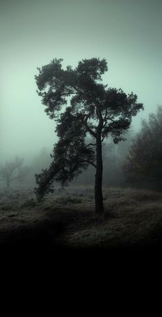 a lone tree in the middle of a foggy field