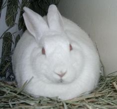 a white rabbit is sitting in the hay