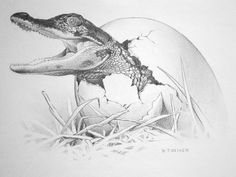 a pencil drawing of an alligator hatched in an egg