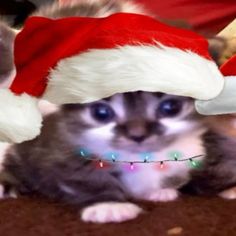 a small kitten wearing a santa hat on top of it's head and looking at the camera