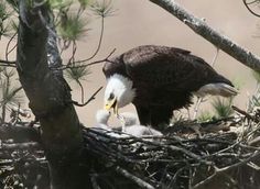 an adult bald eagle feeding its young in the nest