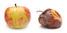 Macbeth's role changes from good to bad throughout the play. Macbeth's change in role can be displayed by this fruit rotting. In the beginning of the play Macbeth is seen as good person when he saves the King Duncan from death. However, as the play goes on Macbeth, like this rotting apple, turns bad because of his wrong decisions. Rotting Apple, Fructose Intolerance, I Chose You, Seek Happiness, Prayer Closet, Estrogen Dominance, Good Person, Sugar Intake, Best Fruits