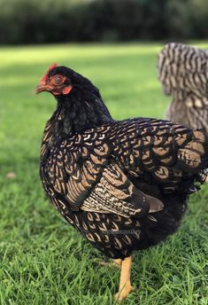 two chickens standing in the grass near each other