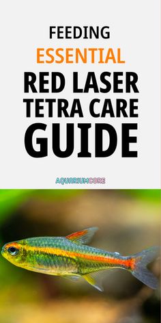 a red laser tetra care guide is shown in the foreground with an image of a fish