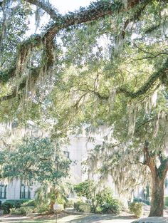 a large tree with spanish moss hanging from it's branches