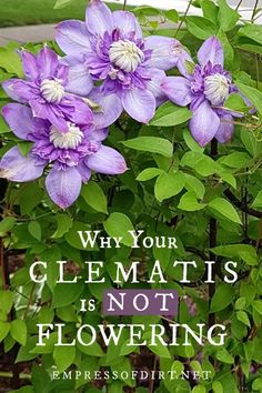 purple flowers with the words, why your glemmatis is not flowering