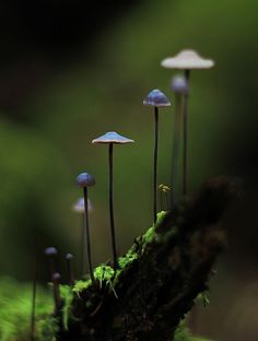 small mushrooms growing on the side of a mossy log