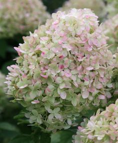 pink and white flowers are blooming in the garden