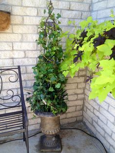 two potted plants sitting next to each other in front of a brick wall and chair