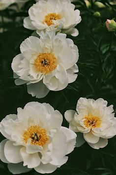 three white flowers with yellow center surrounded by green leaves