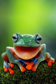 a frog with its mouth open sitting on top of a mossy branch in front of a green background