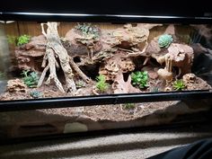 an aquarium with plants and rocks in it