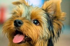 a close up of a small dog with its tongue out