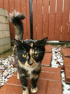 a calico cat standing on top of a red brick walkway covered in snow next to a wooden fence