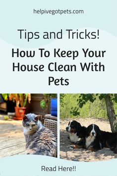 two dogs and a cat with the words tips and tricks how to keep your house clean with pets