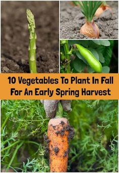 vegetables to plant in fall for an early spring harvest