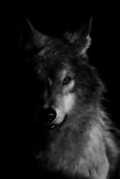 a black and white photo of a wolf in the dark with its head turned to the side