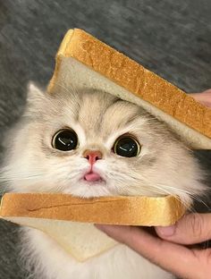 a cat is looking at the camera while holding a sandwich