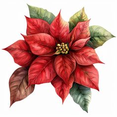 a watercolor drawing of a poinsettia flower with green and red leaves