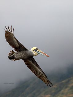 a pelican flying in the air with its wings spread