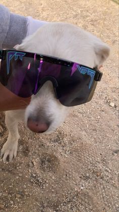 a white dog wearing sunglasses on top of it's head