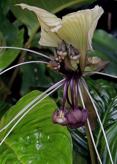 a close up of a flower with leaves in the background