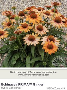 a bunch of flowers that are sitting in the dirt