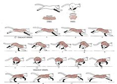 an illustrated diagram shows how to draw a running cat with different poses and body shapes