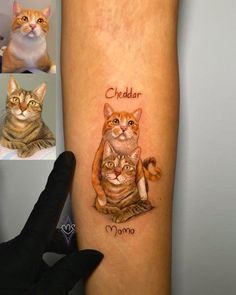 a cat with two cats on it's arm and the words cheddar mom