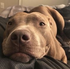 a close up of a dog laying on a bed