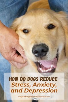 Dog Teeth Care, Pet Health Record, Dog Wellness, Humans And Animals, Emotional Support Dog, Support Dog, Pet Wellness