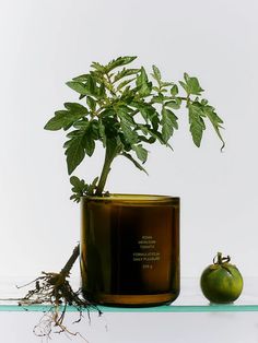 a potted plant sitting on top of a glass shelf next to a green apple