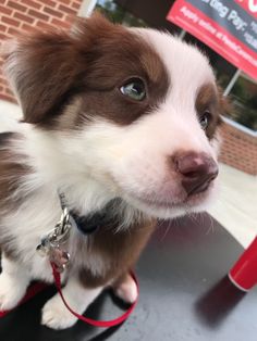 a brown and white dog sitting on top of a table next to a red object