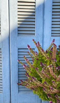 purple flowers in front of a blue door