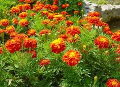 many orange and yellow flowers in a garden