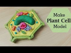 a plant cell model on a table with the words make plant cells model in front of it