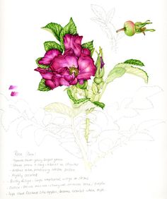 a drawing of a pink flower with green leaves