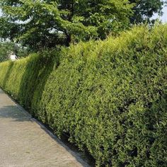 Leylandii Gold (9cm) Leylandii Hedge, Cherry Laurel Hedge, Landscape Privacy, Privacy Shrubs, Hedge Ideas, Cherry Laurel, Laurel Hedge, Fast Growing Hedge, Hill Garden