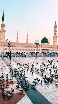 many birds are sitting on the ground in front of a building with green dome tops