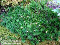 green moss growing on the side of a rock wall with leaves and other plants around it