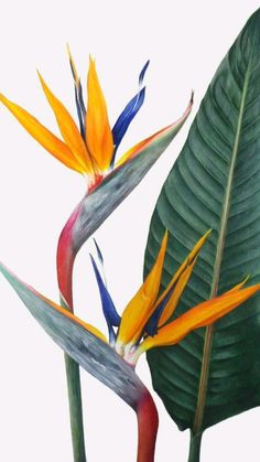 two colorful birds of paradise flowers next to each other on a green leafy branch