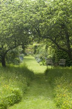 a path in the middle of a lush green field