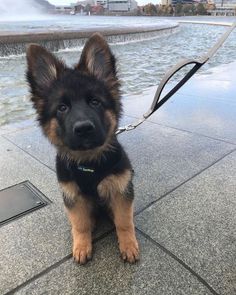 a small dog sitting on the ground next to a water fall and looking at the camera