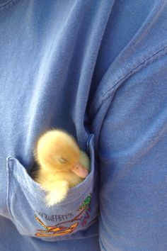 a small duckling is poking its head out of a pocket