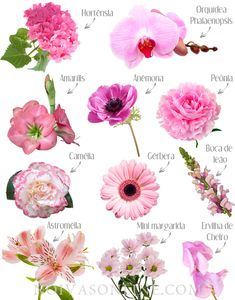 flowers that are labeled in different languages and colors, including pinks, purples, and