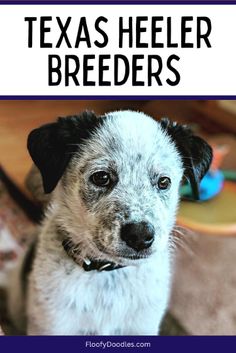 a dog sitting on the floor with text overlay that reads texas heeler breeds