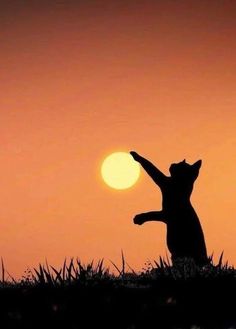 a cat is standing on its hind legs in front of the sun with it's paw up